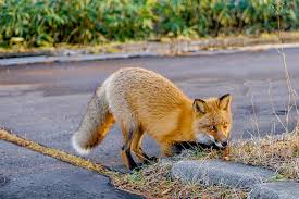 Well, grass offers them relief from a variety of issues. Here S What Foxes Really Eat Amazing Fox Facts