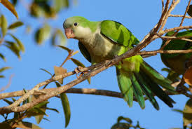 Different varieties of lovebirds display different colors, but nearly all of them that aren't a type of color mutation are primarily green. Monk Parakeet Wikipedia