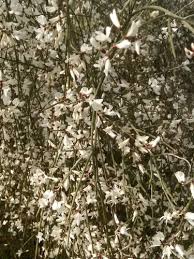 Image result for Retama monosperma
