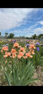 Saucy Sprite and Jolly Joey