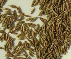 Cuminum cyminum is an annual member of the cuminum genus in the family umbelliferae. Cuminum Cyminum Extract Exercise Com