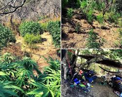 Maybe you would like to learn more about one of these? Police 3 Arrested After Illegal Pot Farms Found In State Parks In Sonoma And Napa Counties