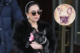 A rep for lady gaga, who is currently in italy, confirms the victim was the singer's dog. Lady Gaga And Her One And Only Pet Asia Kinney