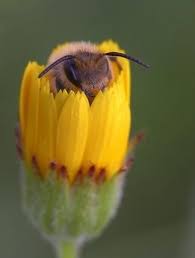 Birds Do It Bees Do It Movie Pin On Bee Free
