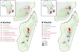 Image result for Tristachya nodiglumis