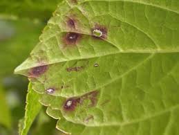 ウドンコ病 症状 若い葉や茎 花に 白いウドン粉を薄くまぶしたような白いカビが一面にはえます このため 葉や枝葉が萎縮したり 曲がったりする奇形が生じます その結果 生育はいちじるしく阻害され ひどい場合は 枯れてしまいます この