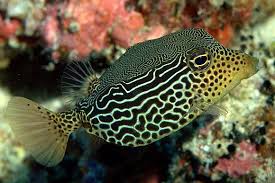 Boxfish Tropical Fish Pictures Beautiful Sea Creatures Sea Fish