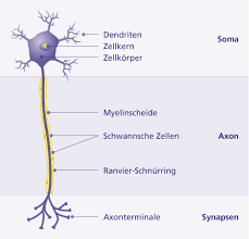 Eine nervenzelle, auch neuron (von altgriechisch νεῦρον. Axon Gelenk Klinik De