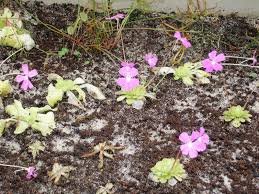 Check spelling or type a new query. Plant World Pinguicula Primuliflora