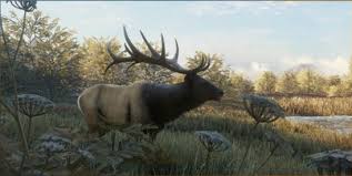 roosevelt elk thehunter call of the wild wiki fandom