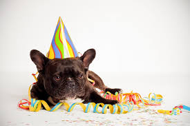 Celebrate your friends or family members birthday party with one of these fantastic birthday party zoom backgrounds. Happy Birthday Dog Wallpapers Top Free Happy Birthday Dog Backgrounds Wallpaperaccess