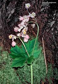 Image result for Begoniaceae
