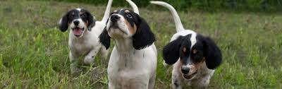 It is usually polite, but has a stubborn streak as well. Northwoods Bird Dogs Puppies For Sale