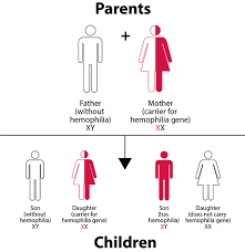 Hemophilia Inheritance Patterns Indiana Hemophilia