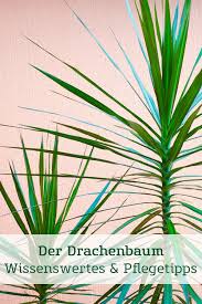 Der Drachenbaum Diese Exotische Grunpflanze Ist Besonders Pflegeleicht Und Ein Toller Hingucker Fur Dein Zuhause Oder Im B In 2020 Pflanzen Drachenbaum Grunpflanzen