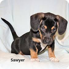 Select from hundreds of pet classifieds that will meet your preference. Howell Mi Beagle Meet Sawyer A Pet For Adoption