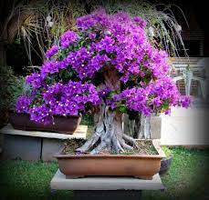 Keeping your bonsai tree indoors allows you to bring a sense of calm and confidence to your home or office, and knowing that your indoor bonsai tree was created. Bonsai Plantas Bonsai Arboles Bonsai Bonsai