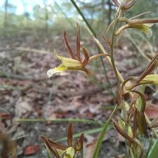 Image result for Multidentia concrescens