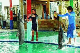 Bermainlah di laut dengan makhluk lain, lakukan aksi air, dan menyelam. Terima Kasih Lumba Lumba Halaman All Kompas Com