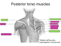 Subscribe to our free newsletters to receive latest health news and alerts to your email inbox. Muscles Of The Torso Upload 8 21 Muscles