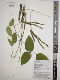 Image result for Sphenostylis