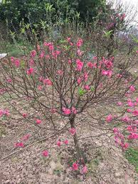 Kết quả hình ảnh cho cây hoa đào