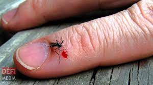 Vous souhaitez lutter contre les piqûres de moustique ou encore les soulager ? Astuce De Grand Mere Soulagez Les Piqures De Moustiques Defimedia