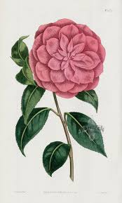 Camellia Japonica Myrtifolia Myrtle Leaved Red Camellia From William Curtis Best Prints Ilustracao Botanica Desenho Botanico Ilustracao De Flor