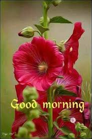 Good Morning Good Morning Flowers Good Morning Images Flowers Good Morning Roses