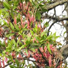 Image result for Tapinanthus