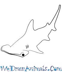 More images for how to draw a baby hammerhead shark » How To Draw A Baby Hammerhead Shark