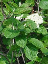 Viburnum Lantana Wayfaring Tree Viburnum Viburnum Lantana Plant Leaves