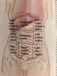 The right lumbar region is superior to the right iliac region: Name What Organs Or Part Of The Organ Found In Chegg Com