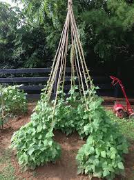 Bean Tipi In 2020 Vegetable Garden Design Gardening Books Pea Trellis