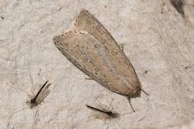 Image result for Chilodes maritima