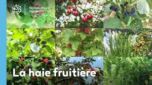 La Haie Fruitiere Comestible En Permaculture En 2020 Permaculture Jardin Foret Fruitier