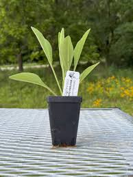 Image result for Oxyanthus biflorus