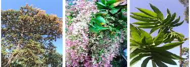 Image result for Hagenia abyssinica