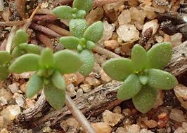 Image result for Polycarpon