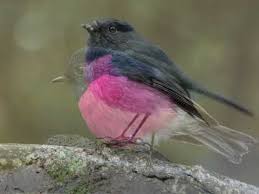 Black robin (petroica traversi) bird calls and sounds on dibird.com. The Black Robin And The Pink Robin Youtube