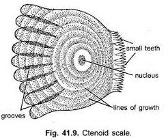 In most biological nomenclature, a scale (greek λεπίς lepis, latin squama) is a small rigid plate that grows out of an animal's skin to provide protection. Derivatives Of Integument 2 Derivatives Vertebrates Chordata Zoology