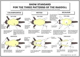 Ragdoll Cat Size Chart Ragdoll Standard Of Points Ragdoll