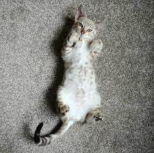 pin on cat bellies