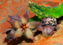 Image result for Tridentea marientalensis