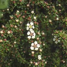 Image result for Cotoneaster microphyllus