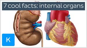 7 cool facts about the bodys internal organs human anatomy kenhub