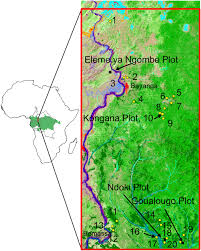 Image result for Gilbertiodendron dewevrei