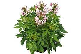 Image result for Cleome elegantissima