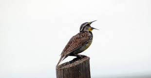The name of this bird is from portuguese. Why Do Birds Sing In The Morning Wired
