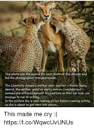 This Photo Won The Award For Best Photo Of The Decade And Ed The Photographer Into Depression The Cheetahs Chased A Mother Deer And Her 2 Fawns Baby Deers The Mother Could Ve Knowing you is something i have ever cherished in life these are my words for you. mother deer and her 2 fawns baby deers